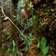 Liparis scaposa.orchidaceae.endémique Réunion. (1).jpeg